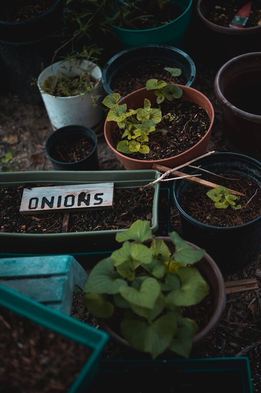 Tips for Creating a Sustainable Home Garden on a Budget